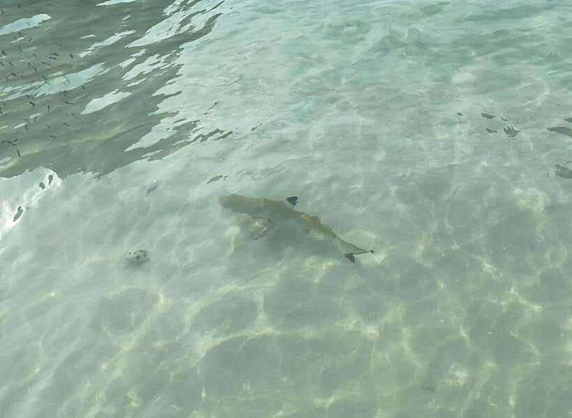 Koh Phi Phi: Early Morning Maya Bay, Bamboo Speedboat Tour - Snorkeling time: what is included and how to get good water time