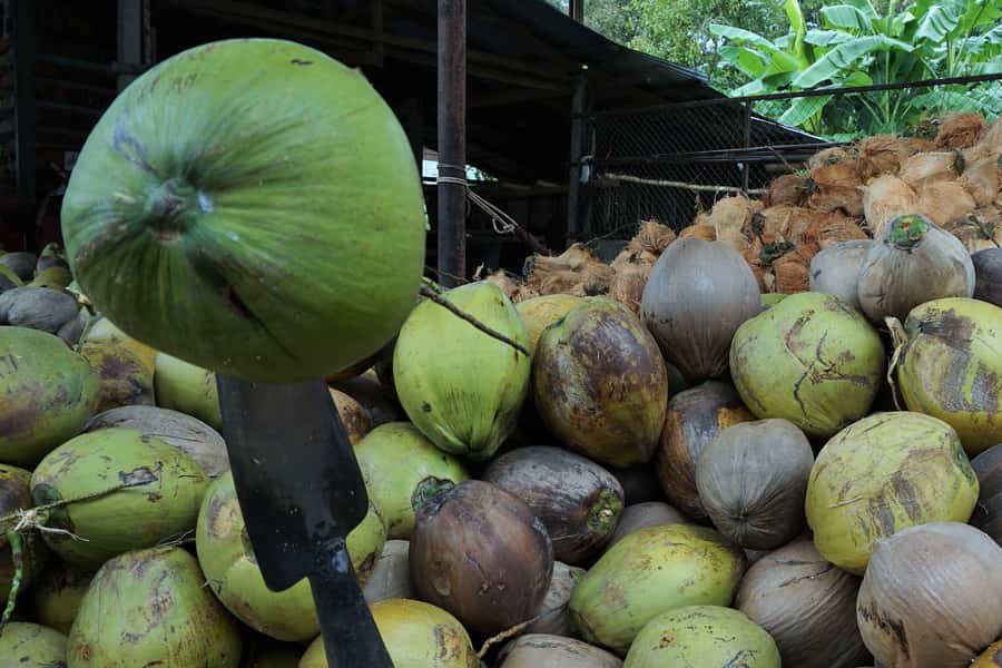 Koh Samui: 4x4 Off Road Island Safari Tour Including Lunch - Coconut and rubber plantations: a real workday on Koh Samui