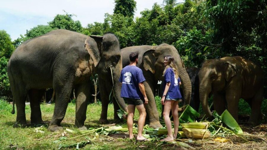 Koh Samui: 4x4 Sightseeing Safari & Elephant Sanctuary Tour - Quick hits before you go