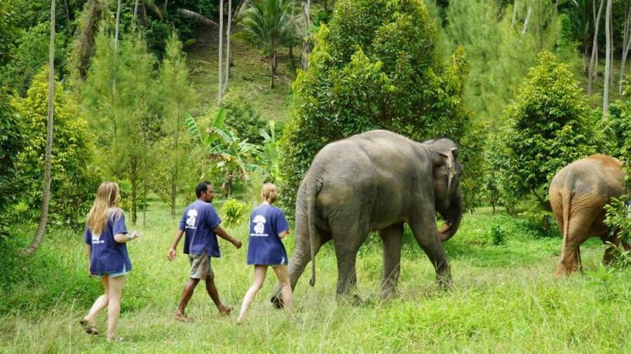 Koh Samui: 4x4 Sightseeing Safari & Elephant Sanctuary Tour - Golden Buddha at Wat Teepangkorn and the Mountain Peak 360 View