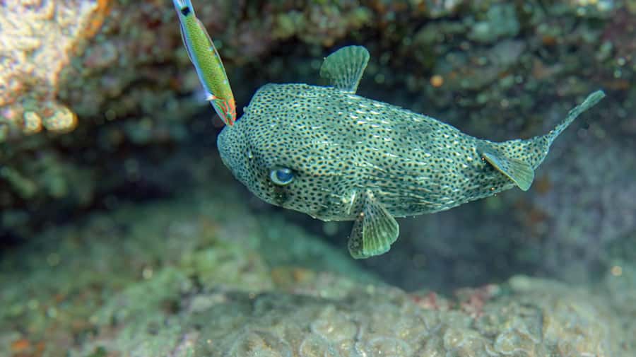 Koh Samui: Day Trip Diving at Sail Rock - Why Sail Rock, aka Hin Bai, is famous