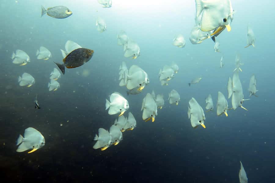 Koh Samui: Day Trip Diving at Sail Rock - Pickup details you can actually plan around