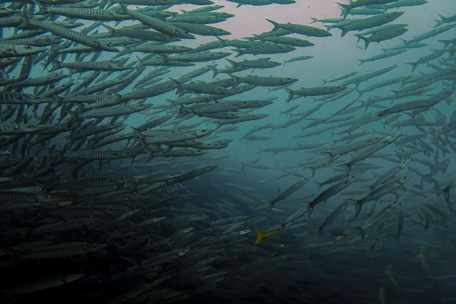 Koh Samui: Day Trip Diving at Sail Rock - Boat ride comfort and why it affects your whole day