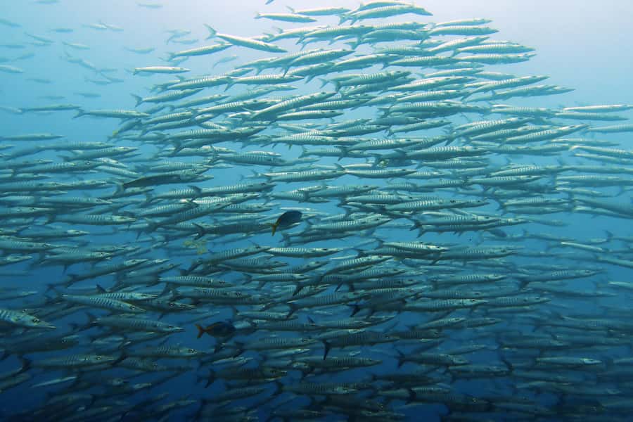 Koh Samui: Day Trip Diving at Sail Rock - Your 9-hour schedule, from 8:00 pickup to hotel return