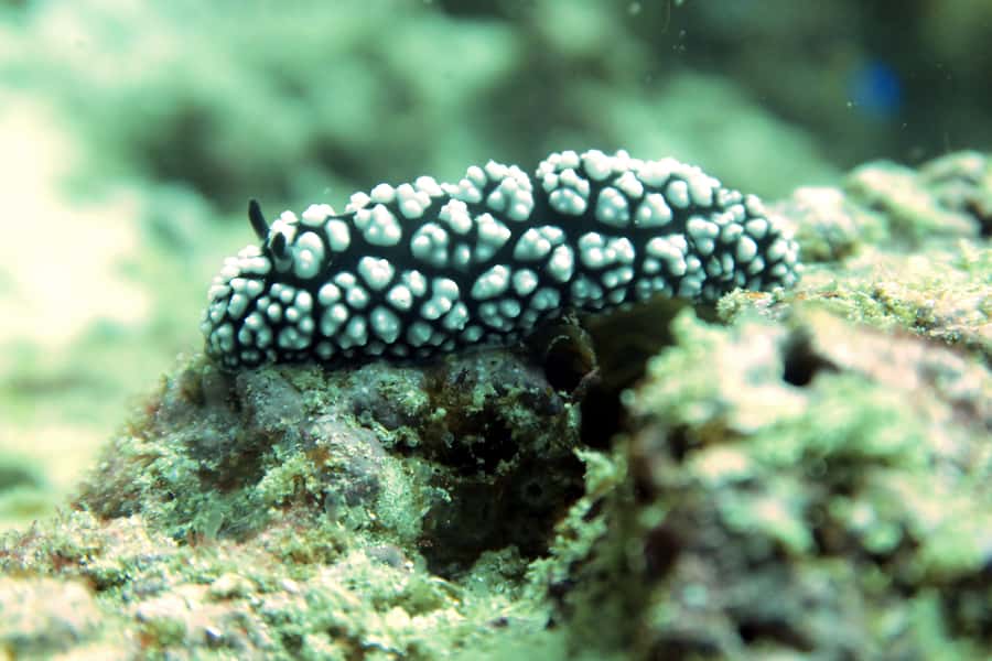 Koh Samui: Discover Scuba Diving - Small Group Coaching, Real Instructor Styles, and What to Watch