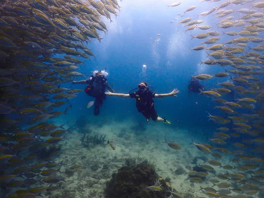 Koh Samui: Discovery Dive to Koh Tao or Sail Rock - Key points to know before you go