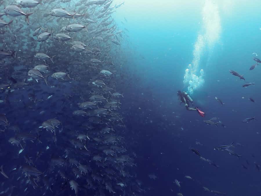 Koh Samui: Dive Tour to Sail Rock - Why Sail Rock is worth the time off Koh Samui