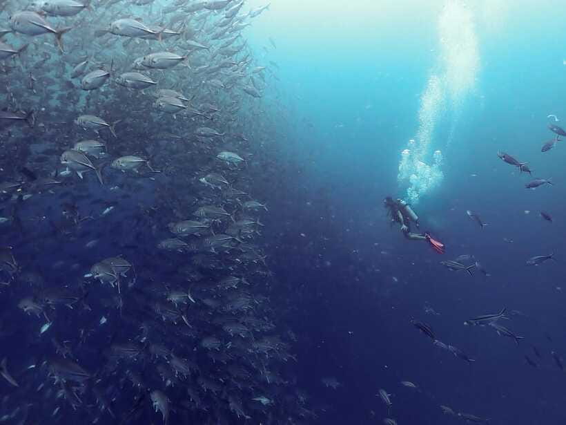 Koh Samui: Dive Tour to Sail Rock - Underwater session #1: pinnacles, tunnels, and big schools of fish