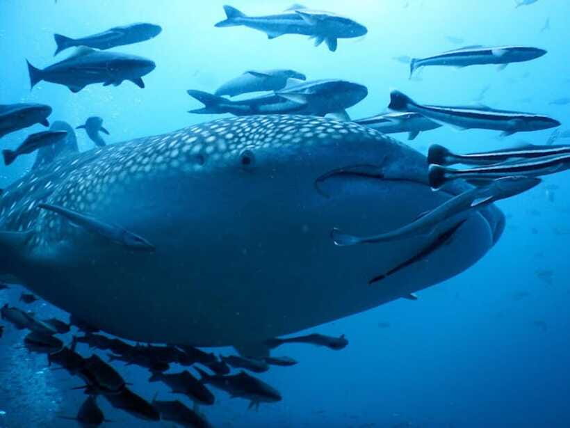 Koh Samui: Dive Tour to Sail Rock - Underwater session #2: a second look at the site, plus more chances for surprises