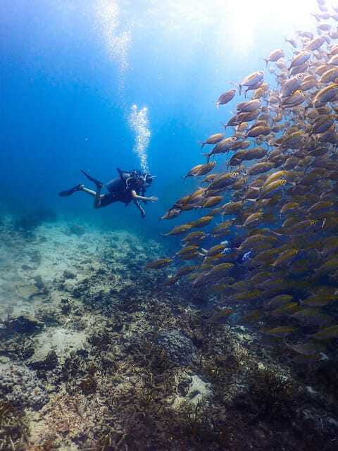Koh Samui: Dive Tour to Sail Rock - Whale shark odds: how to maximize your chances