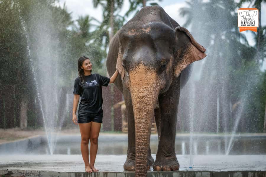 Koh Samui: Elephant Jungle Sanctuary Half-Day Tour - Koh Samui elephant sanctuary basics, what this half-day is really about