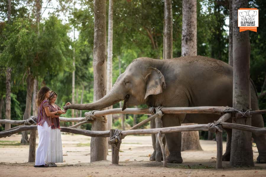 Koh Samui: Elephant Jungle Sanctuary Half-Day Tour - Elephant feed, how you connect without rushing