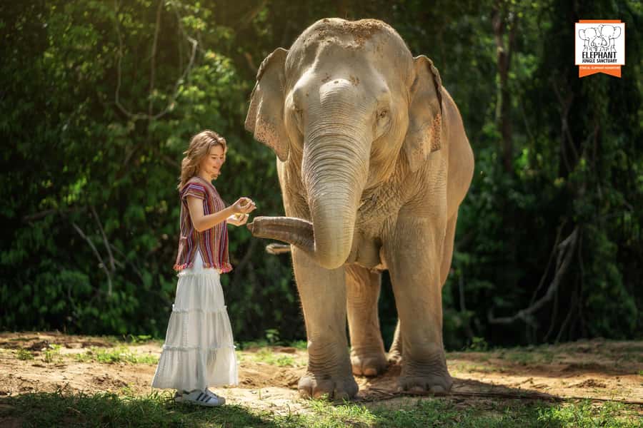 Koh Samui: Elephant Jungle Sanctuary Half-Day Tour - Guides, respectful rules, and why they matter in the real world