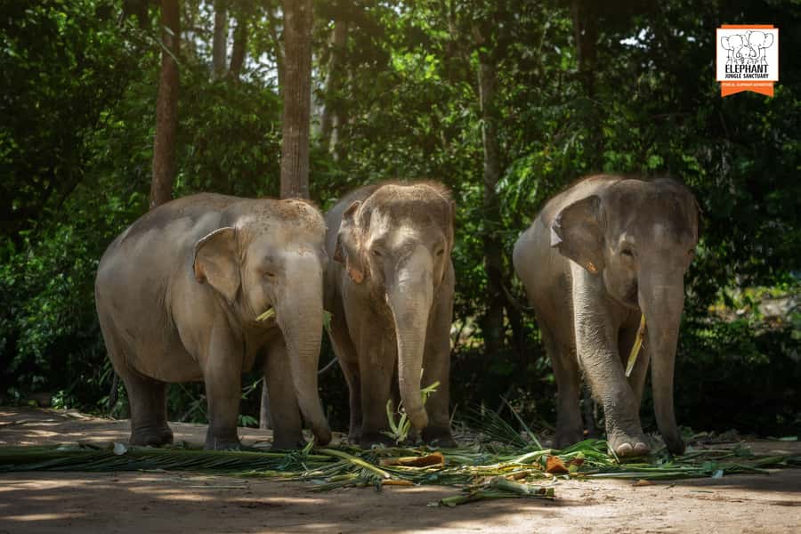 Koh Samui: Elephant Jungle Sanctuary Half-Day Tour - Welcome briefing and elephant introductions, how they set the tone