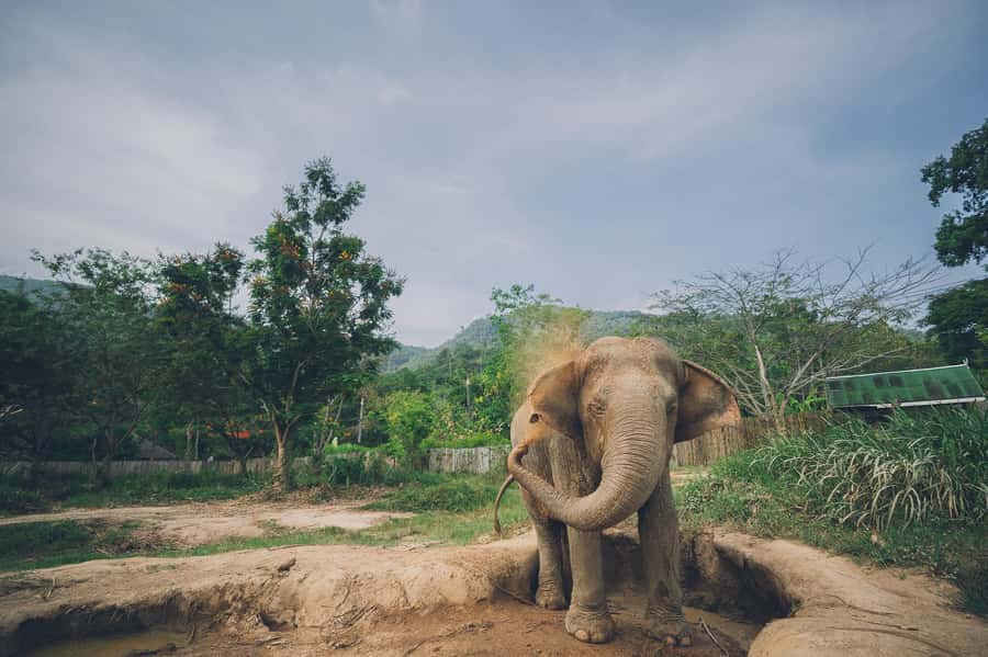 Koh Samui: Elephant Kingdom Sanctuary Half-Day Tour - Key highlights I’d put at the top