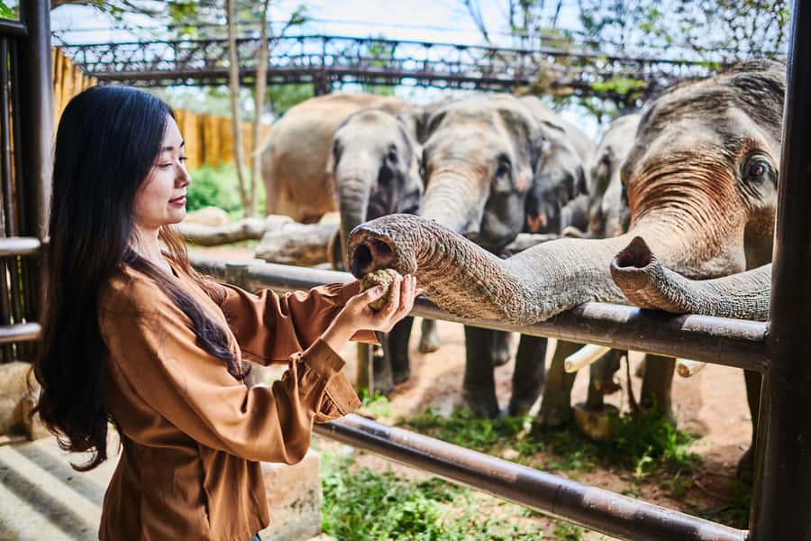 Koh Samui: Elephant Kingdom Sanctuary Half-Day Tour - Tips to make the day smoother (and more comfortable)
