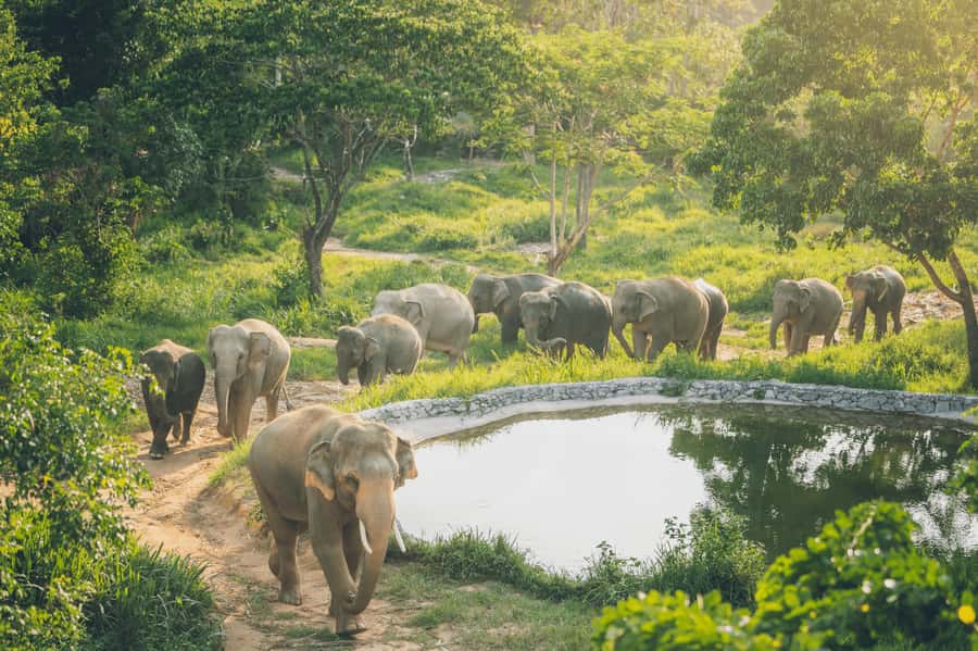 Koh Samui: Elephant Kingdom Sanctuary Half-Day Tour - Getting there from Koh Samui, pickup timing matters