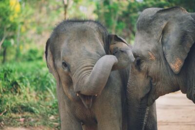 Elephant Kingdom Sanctuary Half-Day Tour