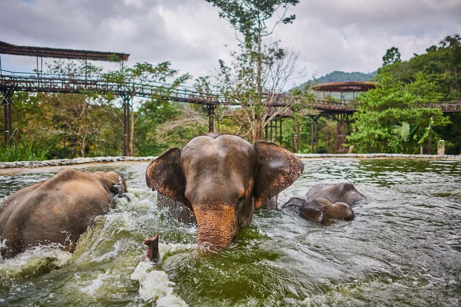 Koh Samui: Elephant Kingdom Sanctuary Half-Day Tour - Walking toward the mud pit, watching play instead of performing