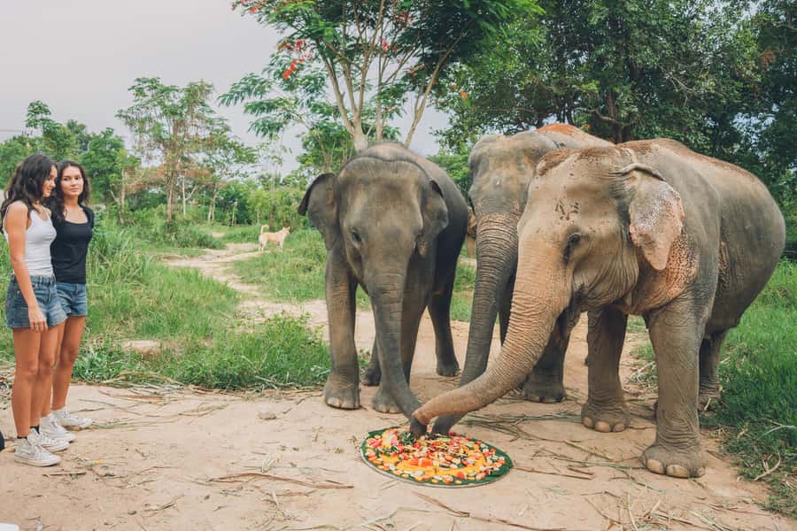 Koh Samui: Elephant Kingdom Sanctuary Half-Day Tour - Lunch break at the sanctuary, Thai and Western options
