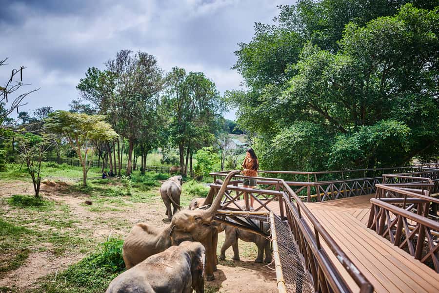 Koh Samui: Elephant Kingdom Sanctuary Half-Day Tour - Price and value: why $96 can still feel fair