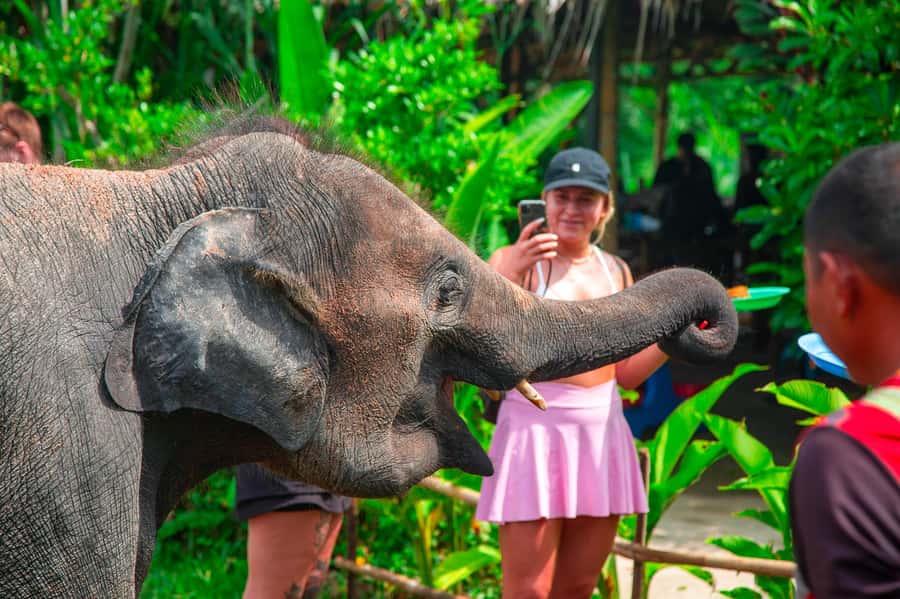 Koh Samui: Elephant Sanctuary and Jungle Tour with Lunch - Key highlights