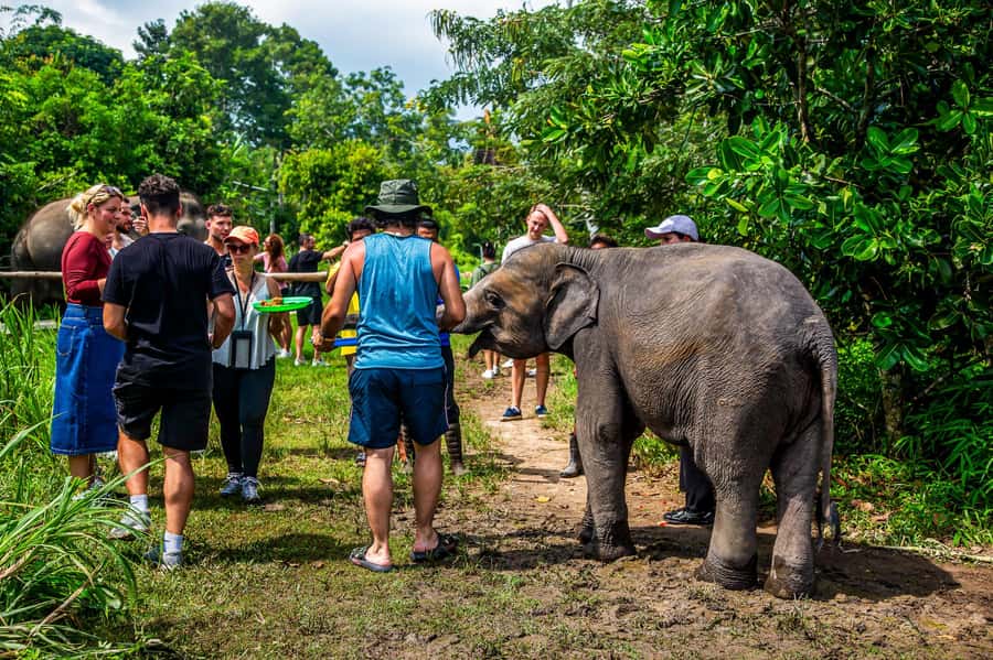 Koh Samui: Elephant Sanctuary and Jungle Tour with Lunch - A Koh Samui Jungle Day With Elephants and Mountain Views
