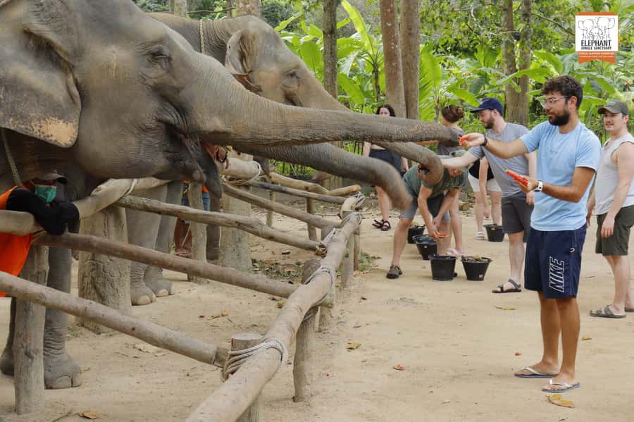 Koh Samui: Elephant Sanctuary Entry and Feeding Experience - Feeding time: how to participate and get the best photos