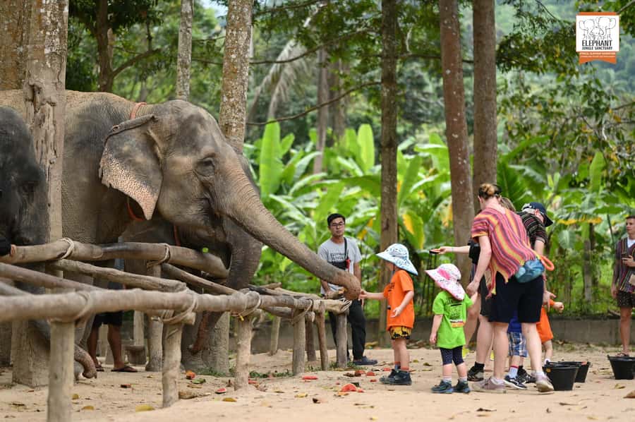 Koh Samui: Elephant Sanctuary Entry and Feeding Experience - From check-in to elephant feeding: what your 60 minutes looks like