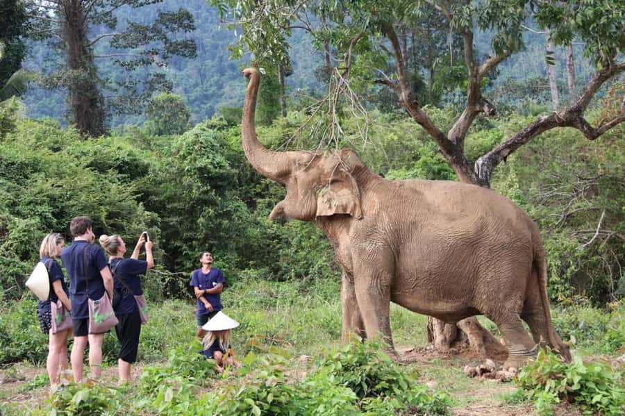 Koh Samui: Ethical Elephant Home Guided Tour with Transfers - The 4-Hour Flow: From Hotel Pickup to Elephant Museum Learning