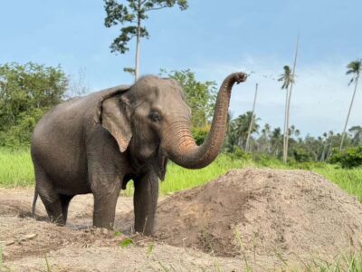 Ethical Elephant Home Guided Tour with Transfers
