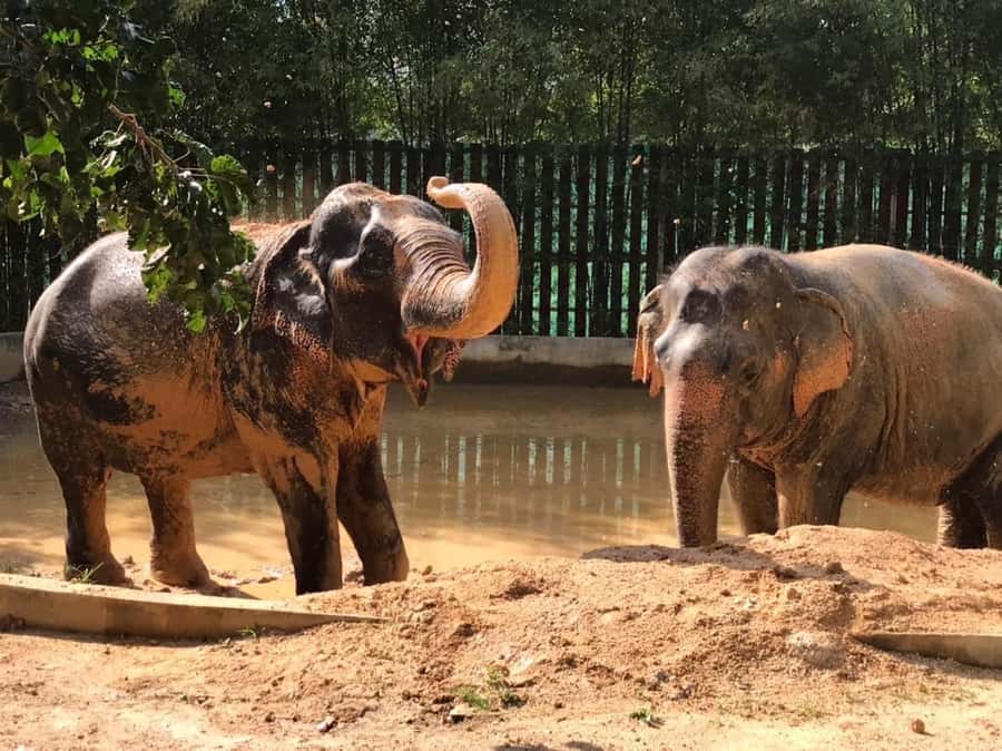 Koh Samui: Ethical Elephant Home Guided Tour with Transfers - Should You Book This Koh Samui Ethical Elephant Home Tour?