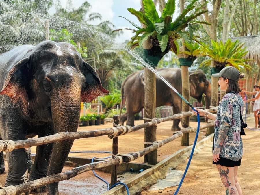 Koh Samui: Ethical Elephant Home Guided Tour with Transfers - FAQ