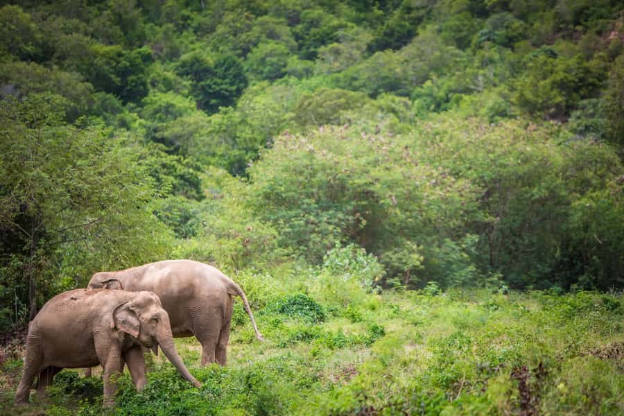 Koh Samui: Ethical Elephant Sanctuary Tour with Buffet Lunch - Key things I’d plan around