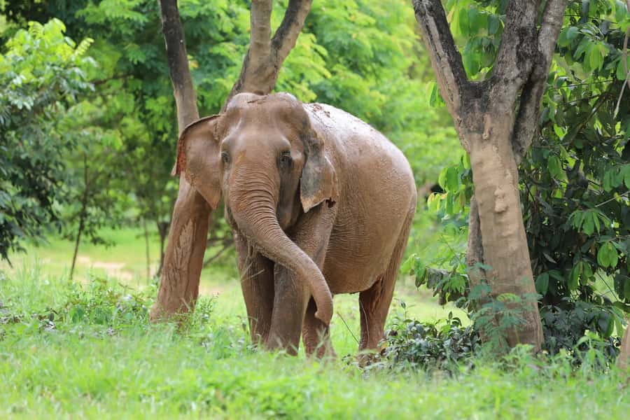 Koh Samui: Ethical Elephant Sanctuary Tour with Buffet Lunch - Why this Koh Samui elephant experience feels more respectful