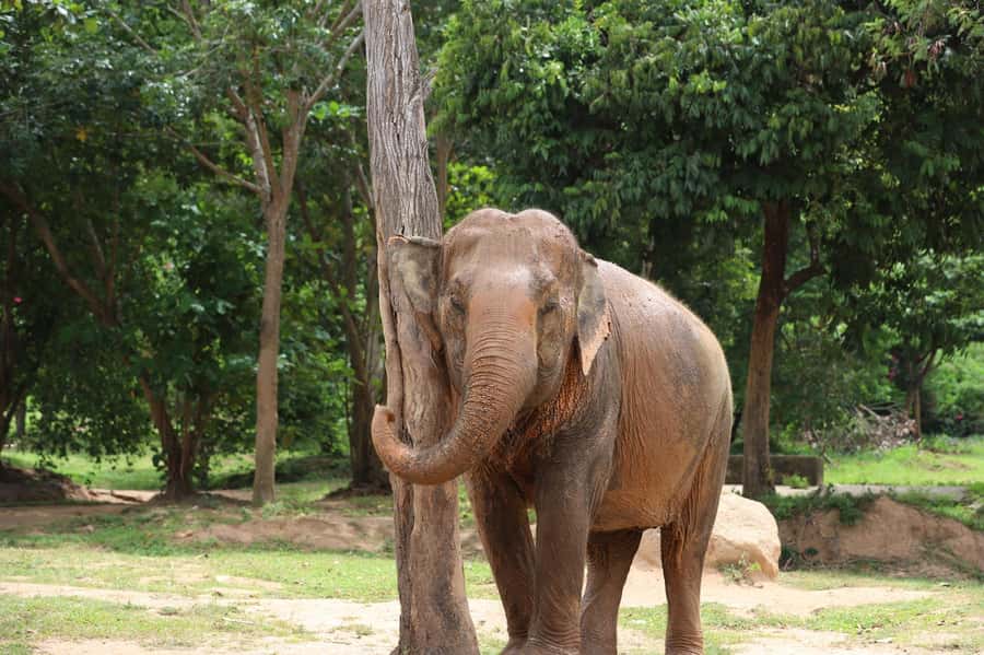 Koh Samui: Ethical Elephant Sanctuary Tour with Buffet Lunch - Watching retired elephants play in mud and ponds