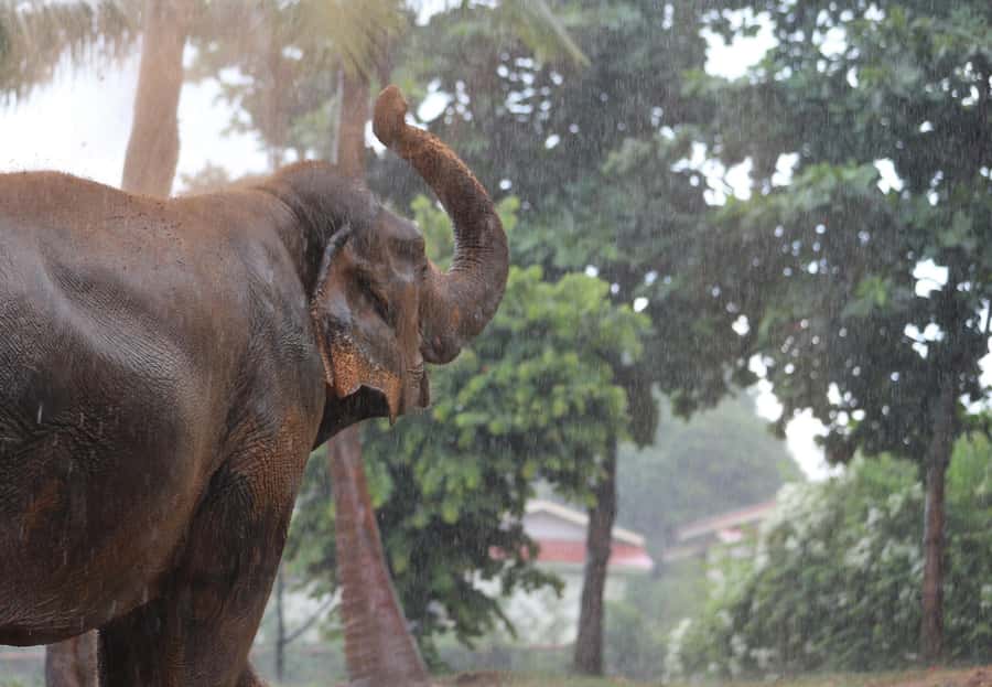 Koh Samui: Ethical Elephant Sanctuary Tour with Buffet Lunch - Price and value: what $125 buys you on Koh Samui