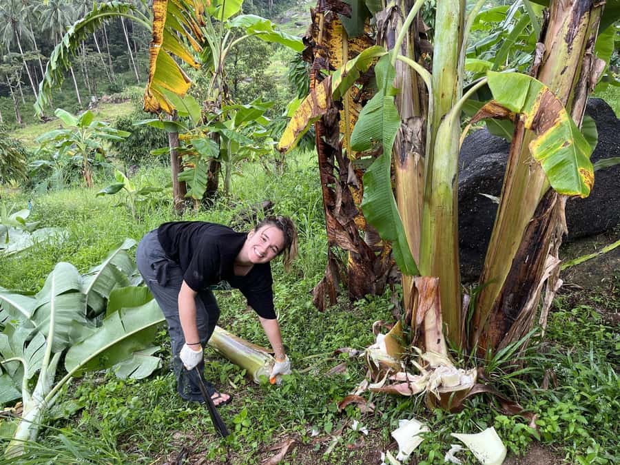 Koh Samui: Ethical Elephant Sanctuary Tour with Buffet Lunch - Who should book this tour, and who should skip it