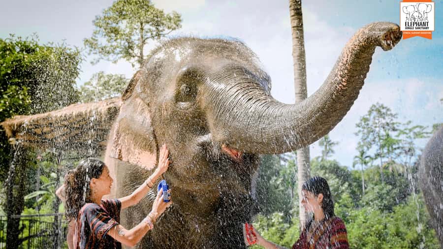 Koh Samui: Feed & Shower with Elephants Experience - Key highlights to look for