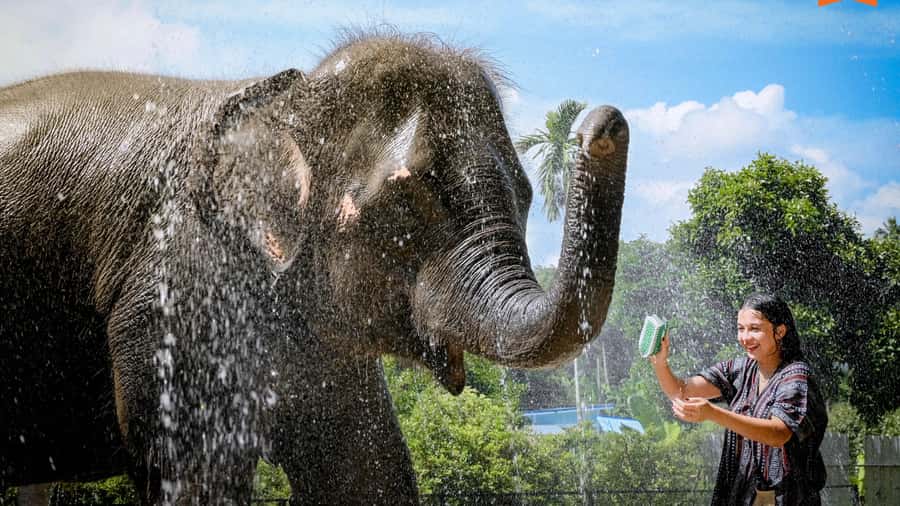 Koh Samui: Feed & Shower with Elephants Experience - The feed session: fruit, behavior lessons, and feeling safe around big animals