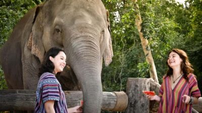 Feed & Shower with Elephants Experience