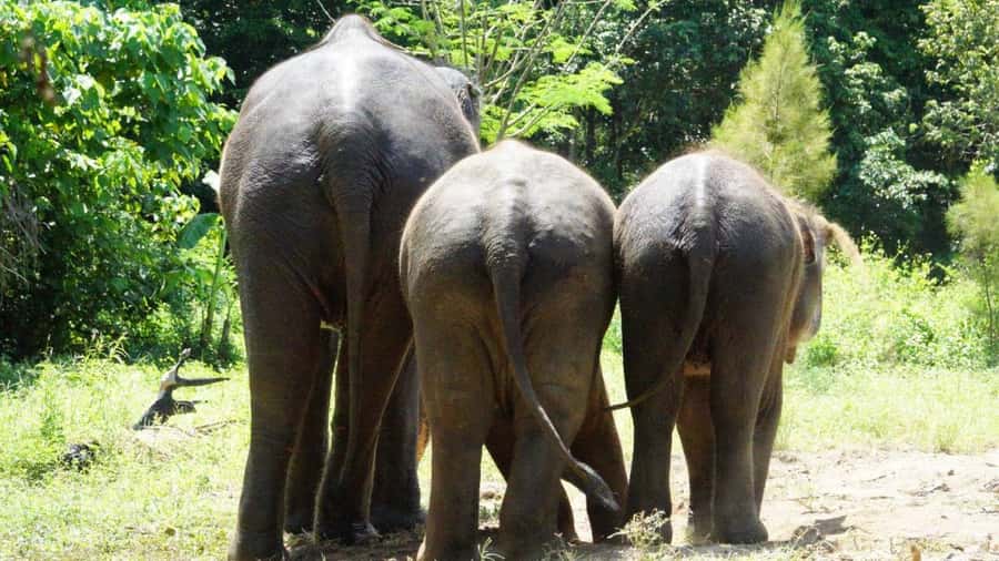 Koh Samui: Half-Day Ethical Elephant Sanctuary with Mud Spa - What the $80 Price Gets You, and Where Extra Costs Come In