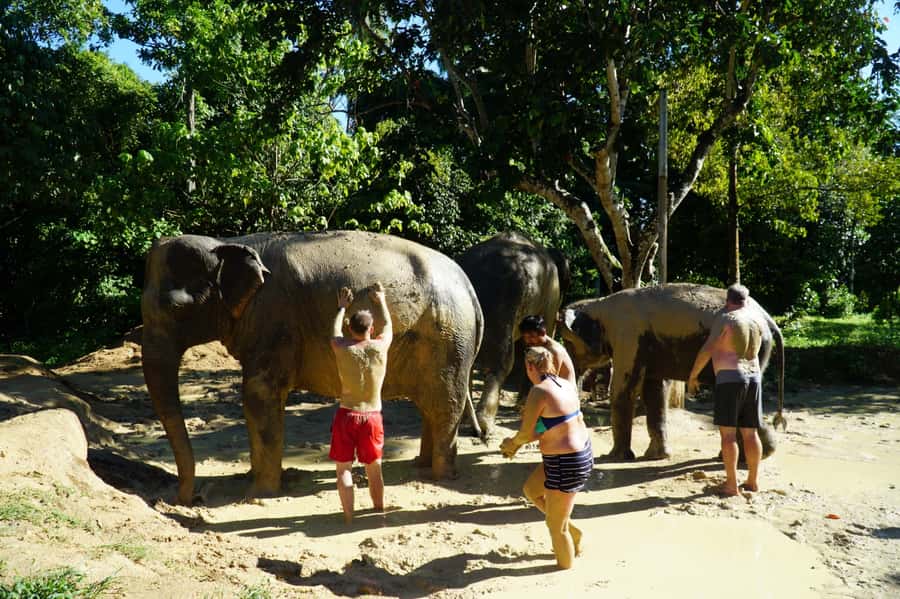 Koh Samui: Half-Day Ethical Elephant Sanctuary with Mud Spa - Entering Samui Elephant Spa, Check-In, and What the 4 Hours Feels Like