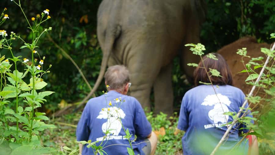 Koh Samui: Half-Day Ethical Elephant Sanctuary with Mud Spa - The Mud Spa: Where Play Becomes Care