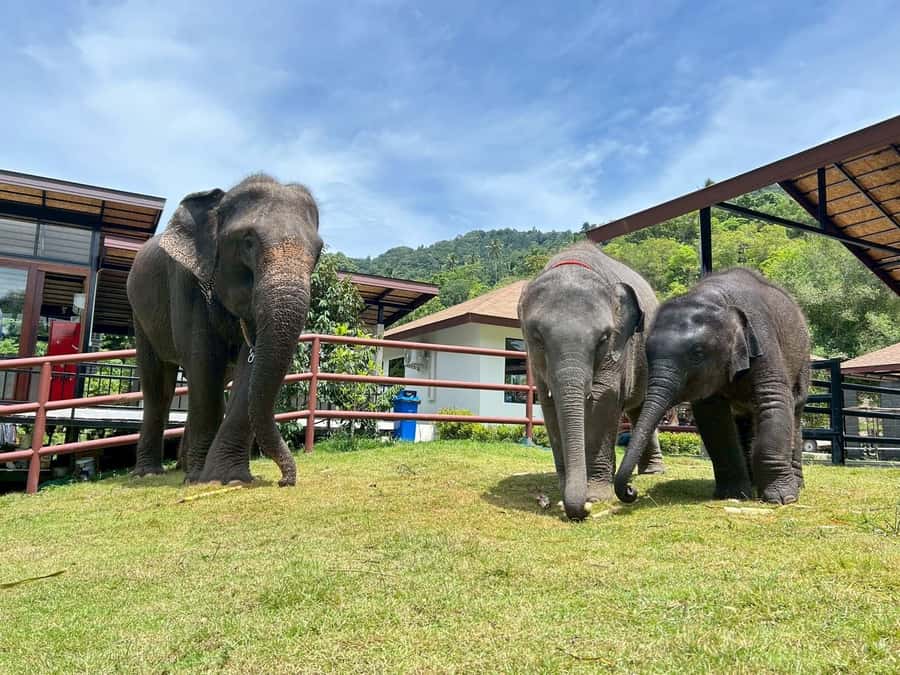 Koh Samui: Half-Day Island Highlights Tour with Hotel Pickup - Lad Koh Viewpoint: The Quick Hit That Changes How You See Samui