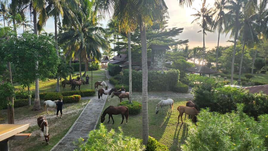 Koh Samui Horse Riding & Beach Trails - Price and Value: Is $79 Fair for What You Get?