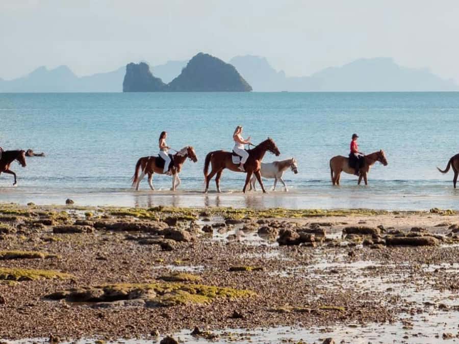 Koh Samui Horse Riding & Beach Trails - Getting There and Checking In at the COLTS Office