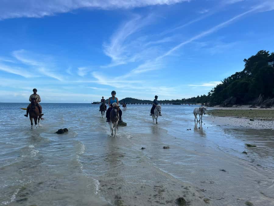 Koh Samui Horse Riding & Beach Trails - Who This Koh Samui Horse Ride Fits Best