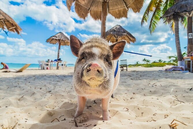 Koh Samui: Island Hopping Adventure in Coral and Pig Island - Koh Tean: Snorkeling Coral, Swimming Time, and Beach Breaks