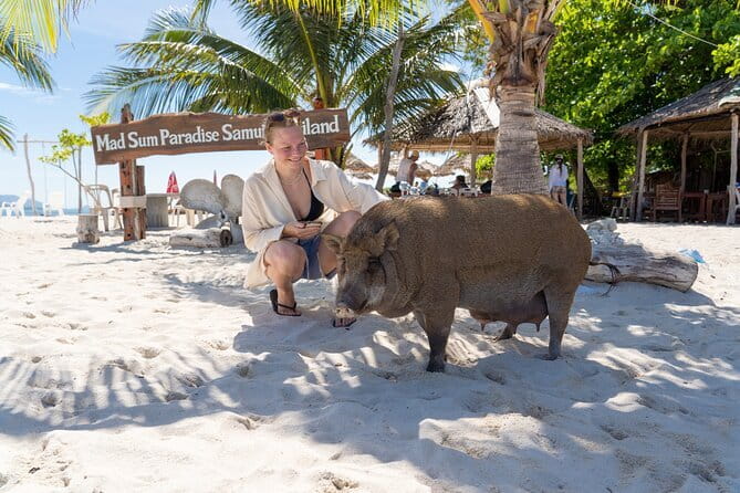 Koh Samui: Island Hopping Adventure in Coral and Pig Island - Koh Madsum (Pig Island): Wild Pigs, Selfies, and a Real Field Lesson in Respect